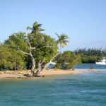 Buccoo Reef Tour WITH Rum Party and Beach BBQ on No Man’s Land