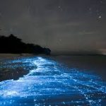 Experience the magical glow of Tobago’s bioluminescent waters on a moonlit evening tour.